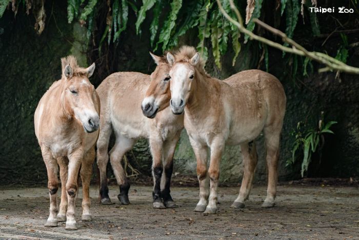馬年來動物園聽故事！蒙古野馬從「野外滅絕」到重返草原，臺北市立動物園邀你一起見證保育奇蹟